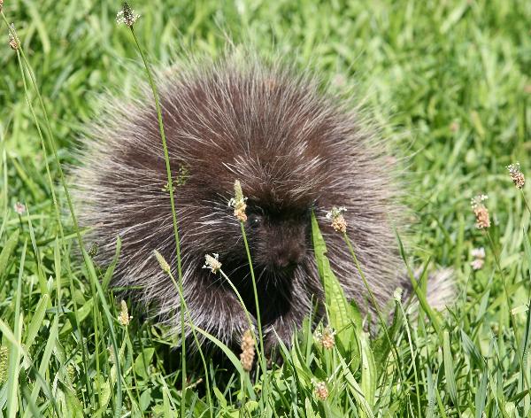 [porcupine photo]